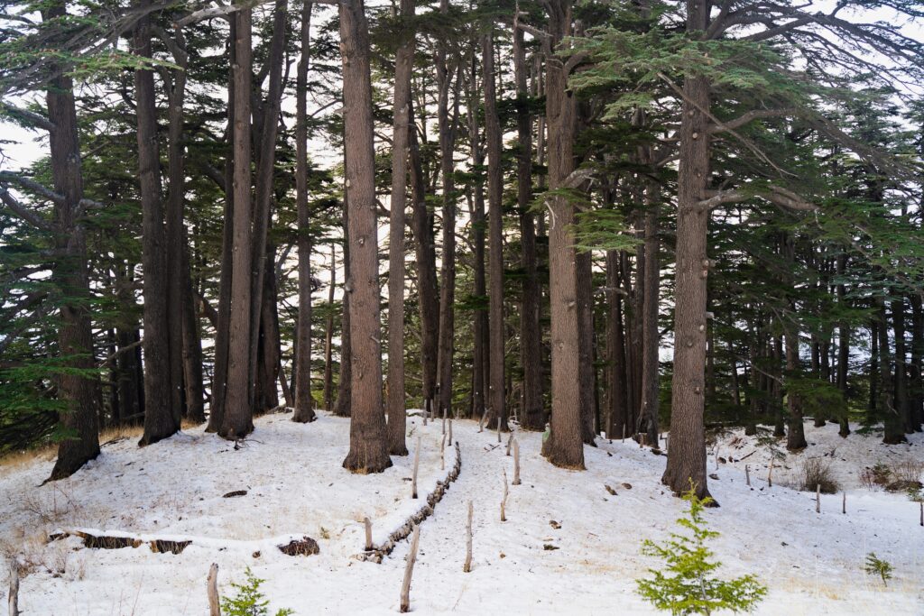 Snow-covered cedar trees in the Cedars of God forest (Horsh Arz el-Rab), Lebanon.