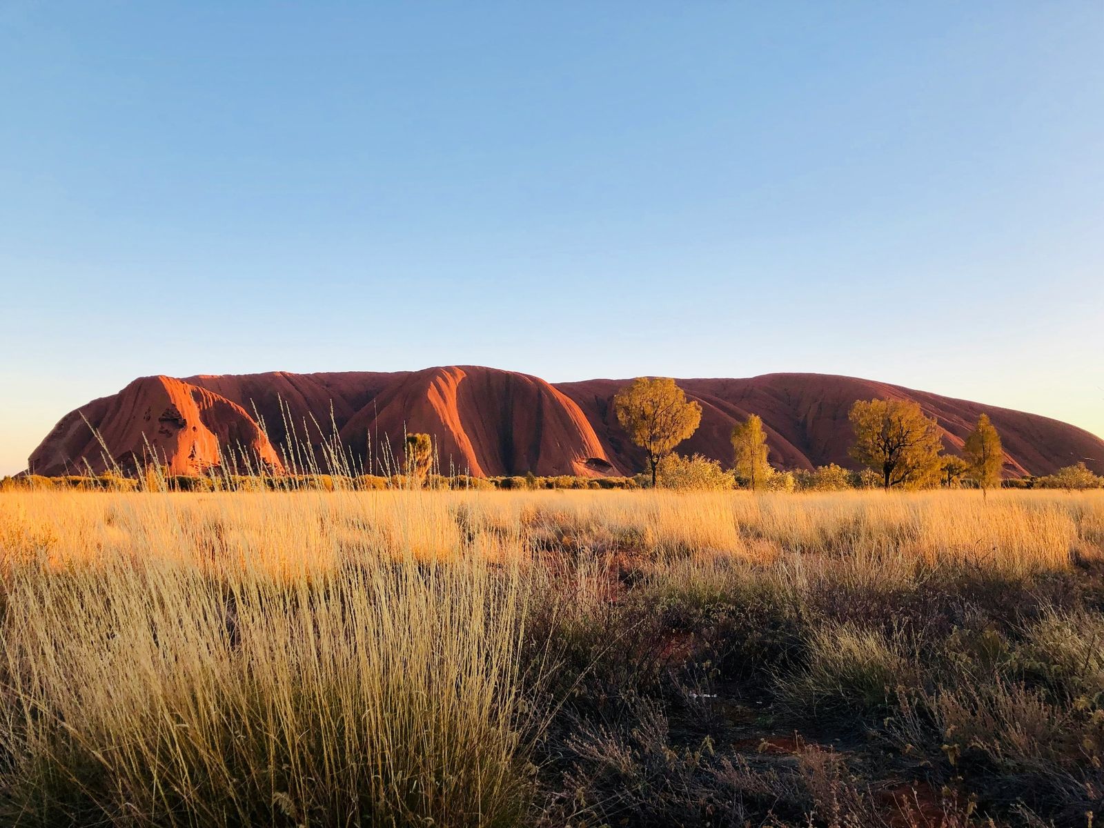 Uluru sandstone monolith rising above golden grassland in the Australian outback at sunset